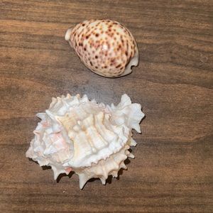 Two shells